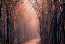 开云体育：[亚冠]海港花亚冠双双失利.